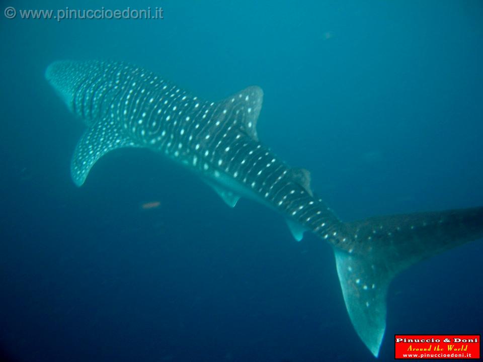 Djibouti - Whale Shark - 16.jpg